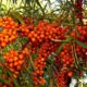 Sea buckthorn seedlings Inya wholesale