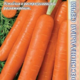 Carrot Carvora F1 seeds 400pcs