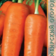 Carrot Royal Chanson seeds 1g