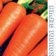 Carrot Shantenay 2461 ECONOMY seeds 5g