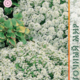 Alyssum seeds Snow carpet 0.1g