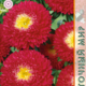 Seeds Astra Pompom Cherry 0.3g