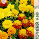 Marigold Seeds Petit 0.3g