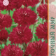 Cornflower Terry Dark Red