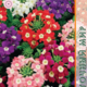 Seeds of Verbena Large-flowered Holiday 0,1g