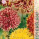 Gaillardia Lorenziana seeds 0.2g