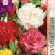 Carnation Seeds Grenadine Vienna 0.2g