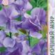 Sweet Pea Seeds Frank 1g