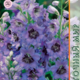 Seeds Delphinium Astolat 0.1g