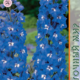 Seeds Delphinium Blue Bird 0.1g