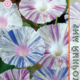 Seeds of Ipomoea Purple Carnival in Venice 0.5g