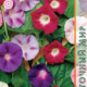 Seeds Ipomoea Purple Rainbow 1g