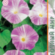 Ipomoea Seeds Purple Rose Venice 0.5g