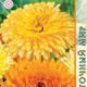 Calendula Seeds Fashionista 0.5g