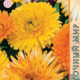 Calendula Seeds Fiesta Gitana 0.5g