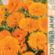 Calendula Seeds Fiesta Gitana Orange 0.5g