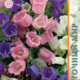 Seeds Campanula Medium Rainbow 0.1g