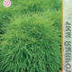 Cochia Seeds Summer Cypress 0.1g