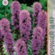 Liatris Seeds Sparkling Star 0.1g