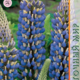 Seeds Lupine Ruler 0,5g