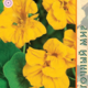 Nasturtium Seeds Big Flash Golden 1g