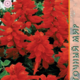 Salvia Seeds Iskorka 0.2g