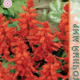 Salvia Seeds Sparkling Scarlet Radiance 0.2g