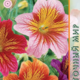 Salpiglossis Superbissima