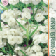 Seeds Yarrow Pearl 0.1g