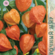 Physalis Orange Lantern