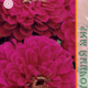 Zinnia seeds Graceful Cherry Queen 0,5g