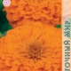 Zinnia seeds Graceful Orange King 0.5g