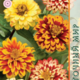 Zinnia Seeds Angustifolia Aztec Sunset 0.1g