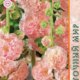 Stock rose seeds Peach Dream 0.1g