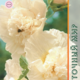 Seeds Shtok-rose Chater Beige 0,1g