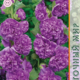 Seeds Stock-Rose Chater Dark Purple 0.1g