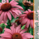 Echinacea seeds Red Hat 0.2g