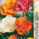 Seeds Eschsholzia California Terry Rainbow 0.1g