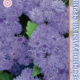 Seeds Ageratum Blue Horizon F1 10pcs