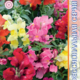 Seeds Antirrinum Sweet Showers F1 5pcs