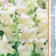 Seeds Antirrinum Flower Showers F1 White 10pcs