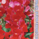 Seeds Antirrinum Flower Showers F1 Crimson 10pcs