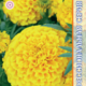 Marigold seeds Proud Mary Yellow F1 5pcs