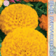 Marigold seeds Proud Mary Golden F1 5pcs