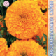 Marigold seeds Proud Mary Orange F1 5pcs