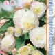 Seeds of Begonia Fortuna F1 White visas Rose Back 5pcs