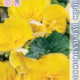 Begonia Fortuna F1 Yellow