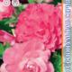 Seeds Begonia Fortuna F1 Pink 5pcs