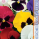 Seeds Viola Poue F1 8pcs