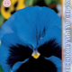 Seeds Viola Poue F1 Blue Wiz Bloch 8pcs
